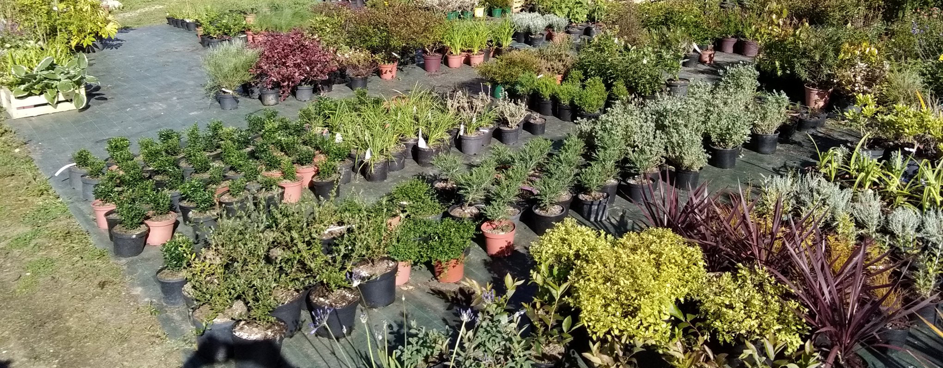 Vente arbustes et arbres Quimper