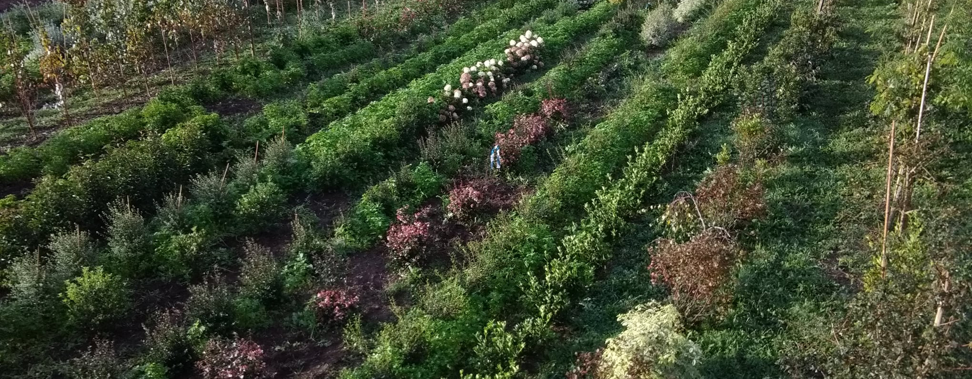 Vente arbustes et arbres à Combrit
